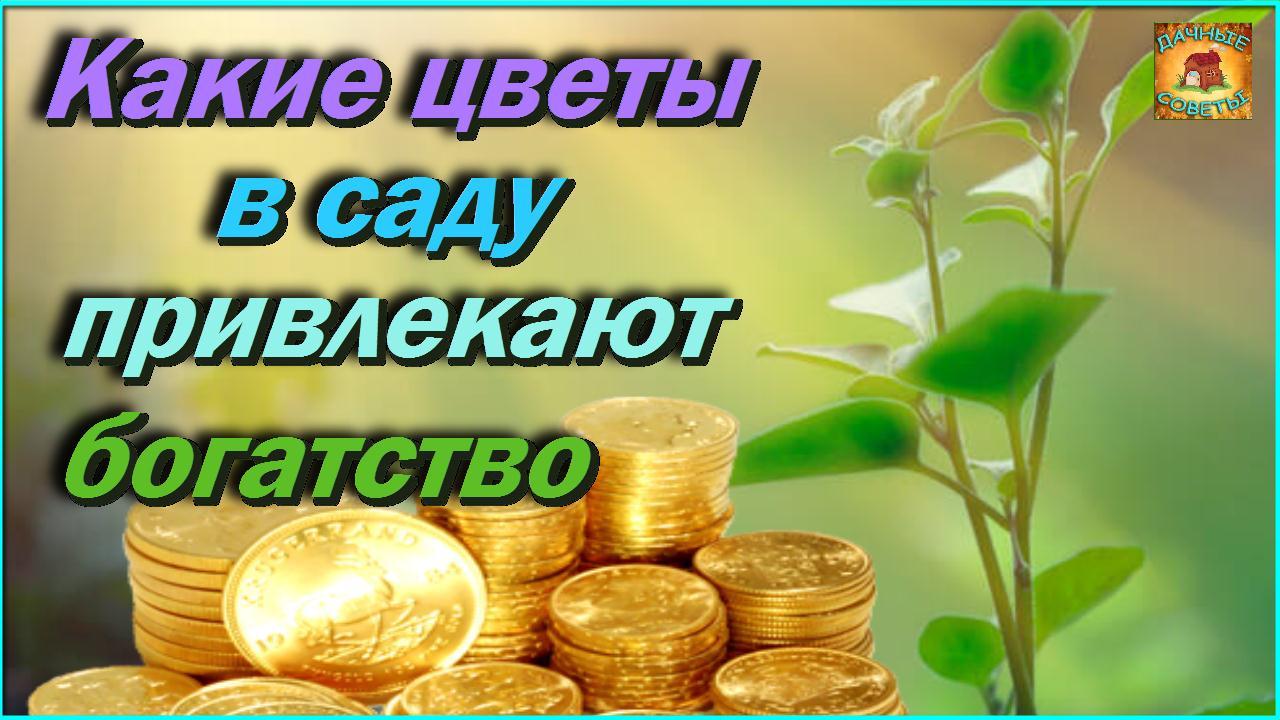 Вот какие растения посаженные в саду, привлекают богатство Народные приметы для сада и огорода