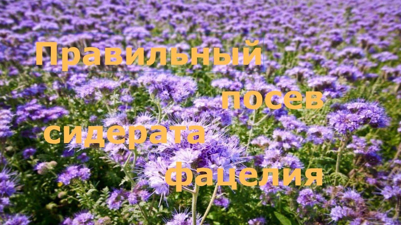 Правильный посев сидерата фацелии!