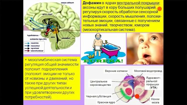 Вячеслав Альбертович Дубынин, биофак МГУ Химия мозга, Лекция № 7: Дофамин