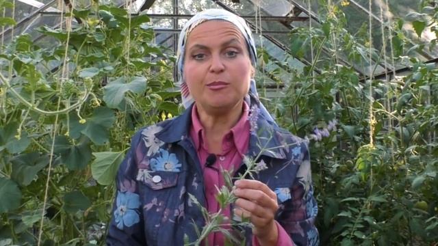 Три супер средства от паутинного клеща. Нашатырный спирт от паутинного клеща.