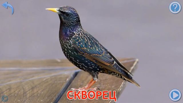 Карточки Домана Часть 4 Птицы!