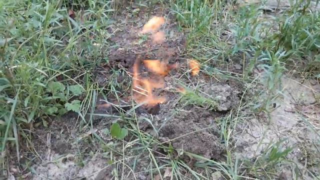 Как избавиться от муравьев в огороде, на дачном участке. ЭКСТРЕМАЛЬНЫЙ СПОСОБ избавления от муравье