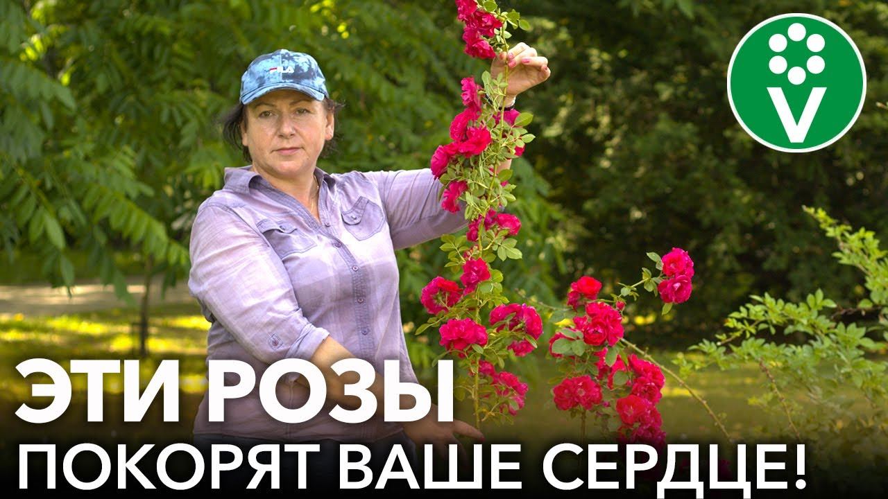 5 СОРТОВ РОЗ, КОТОРЫЕ ДОЛЖНЫ РАСТИ В ЛЮБОМ САДУ! Самые обильноцветущие и неприхотливые розы