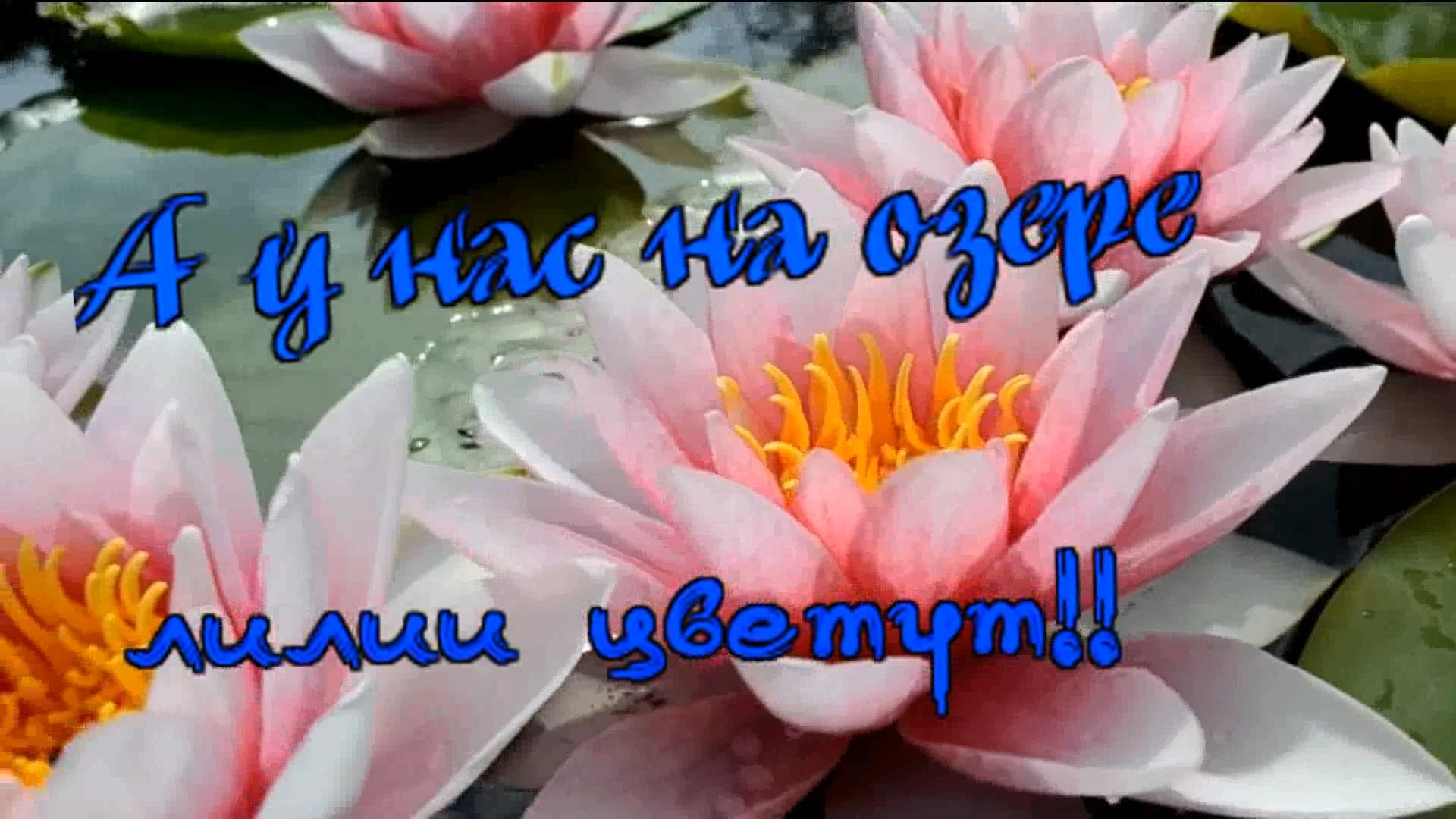 Сергей Орлов А у нас на озере лилии цветут!!(песни нашего двора)