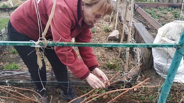 уход за виноградом после зимы