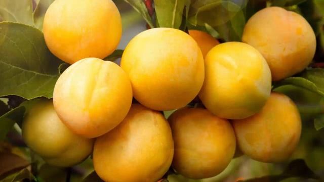 Самые лучшие сорта слив для средней полосы страны и Подмосковья.