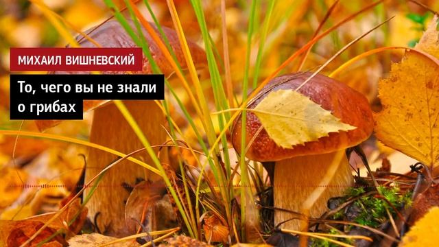 Михаил Вишневский. То чего вы не знали о грибах...
