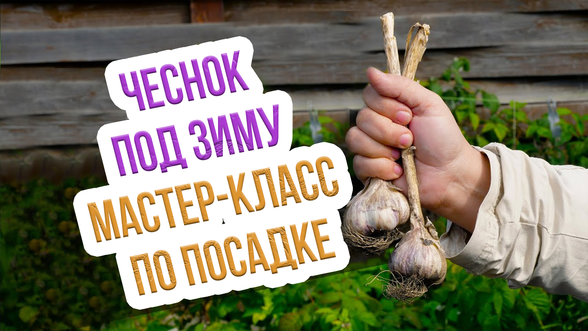 Посадка чеснока осенью под зиму - как делать ПРАВИЛЬНО! Пошаговый мастер Класс