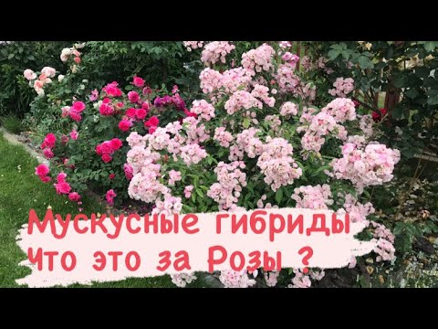 Стоит ли сажать мускусные гибриды роз⁉️ Обзор.mp4