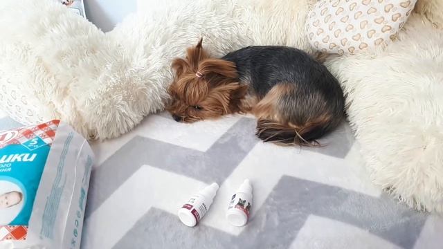 Йоркширский терьер, йорк: содержание и уход, особенности ухода/yorkshire terrier