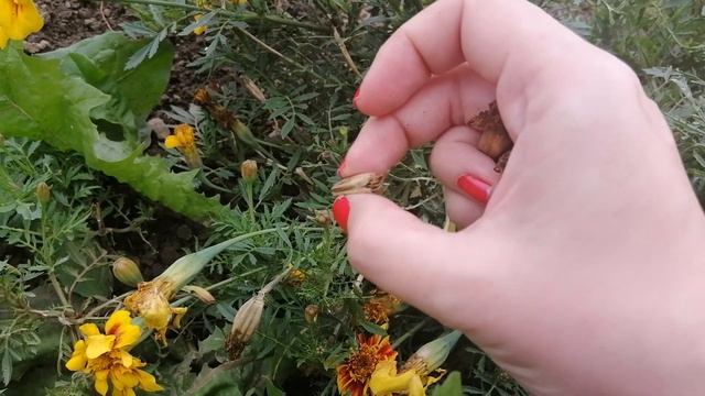 Как собрать семена бархатцев. Три способа
