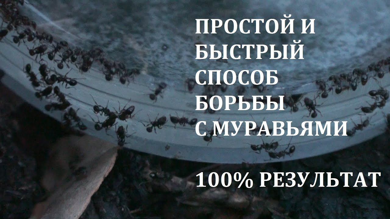Самый простой и быстрый способ избавиться от муравьев #муравьи #муравей