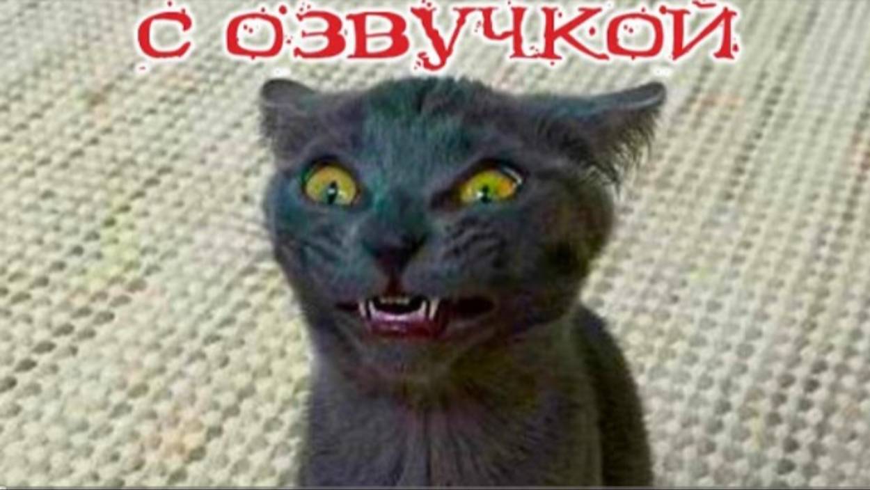 ПРИКОЛЫ С КОТАМИ Смешные животные С ОЗВУЧКОЙ ТЕСТ НА ПСИХИКУ
