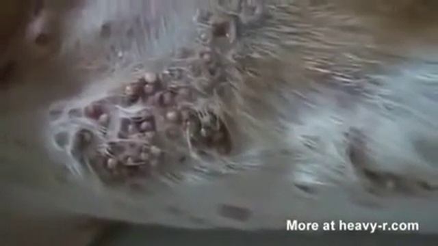 Черви едят собаку живьём