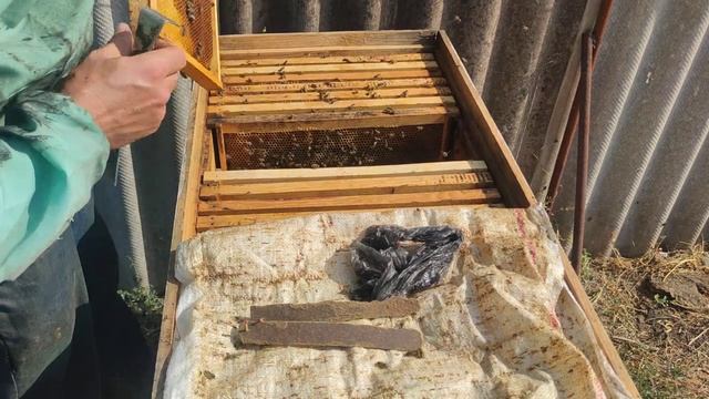 Нарастить пчёл в зиму увеличить силу семей результат проделанной работы ✅☝️?