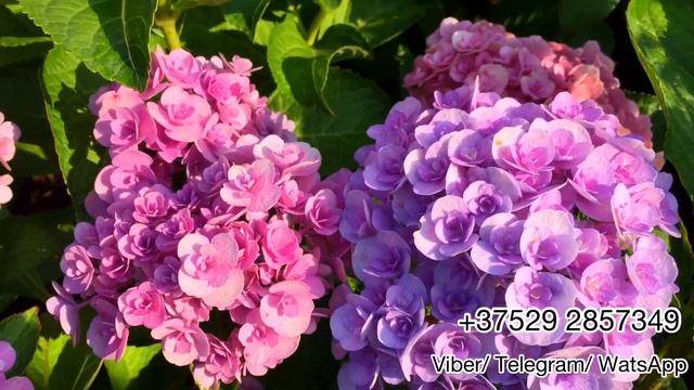 Гортензия крупнолистная You and me LOVE (Ю энд ми ЛАВ). Выращивание в открытом грунте. Беларусь