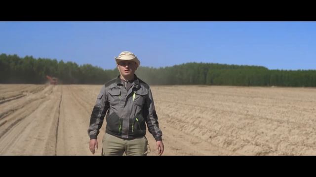 Сорт картофеля Коломба. Семенные посадки HZPC Sadokas.