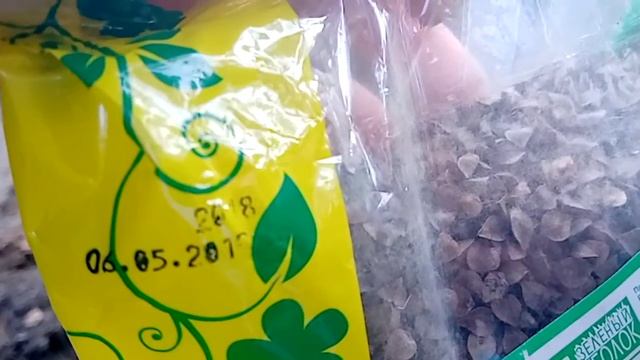 Сеем сидераты. Гречиха. Август 2020.