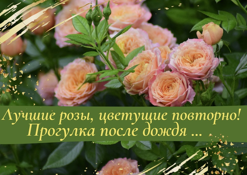 Лучшие розы, цветущие повторно! Прогулка после дождя ....