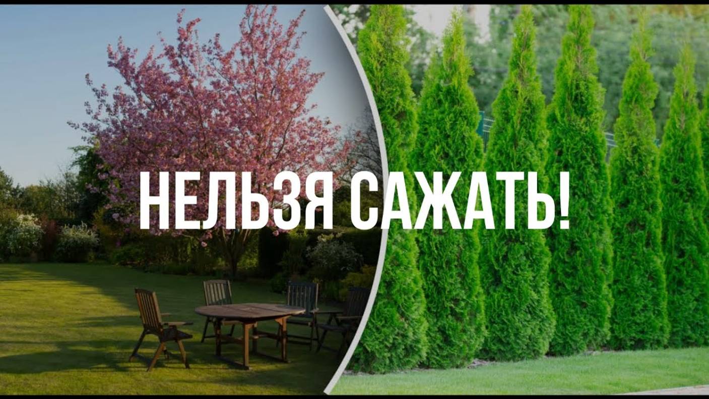 НЕЛЬЗЯ САЖАТЬ ВОЗЛЕ ДОМА