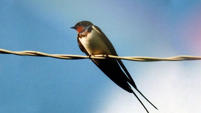 Звук ласточки, какой звук издает ласточка, пение ласточки