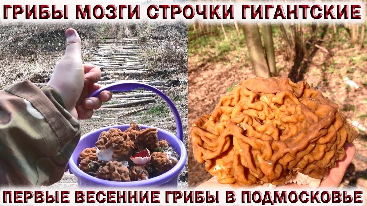 ?ГРИБЫ МОЗГИ?СТРОЧОК ГИГАНТСКИЙ.?ПЕРВЫЕ ВЕСЕННИЕ ГРИБЫ В ПОДМОСКОВЬЕ.