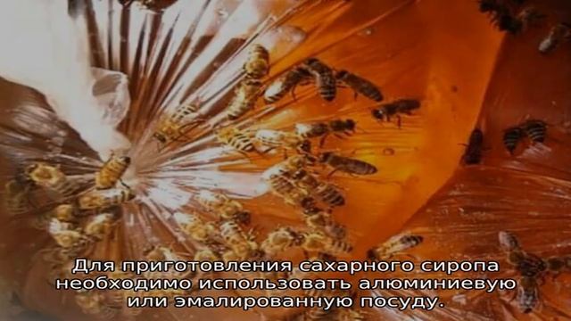 Подкормка пчел осенью сахарным сиропом — сроки