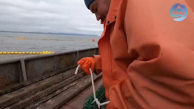 Промышленный лов ставным неводом в Камчатском заливе