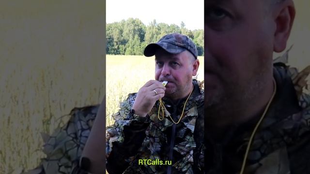 Как манить Косулю (Основные звуки) ОхотСнаряжение Охота на косулю с духовым манком