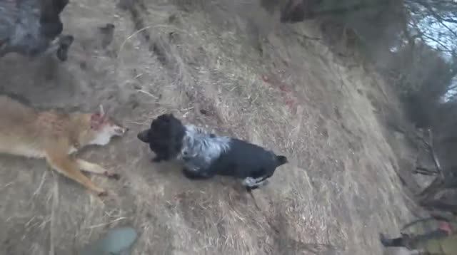 Охота на шакала в Ростовской области.mp4