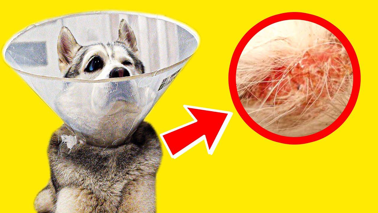 У МЕНЯ ЛИШАЙ!! ЧТО ДЕЛАТЬ?? (Хаски Бандит) Говорящая собака