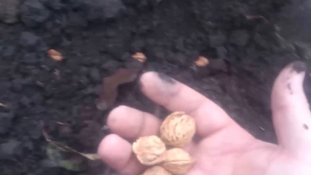 Осенняя посадка косточек персика