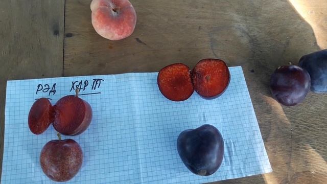 Сравнение двух сортов слив, с красной мякотью
