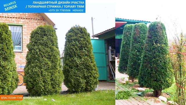 СТРИГУ ТУИ СМАРАГД ПРАВИЛЬНО. ТОПИАР. /властелин туй/ Стрижка туи Минск_Беларусь