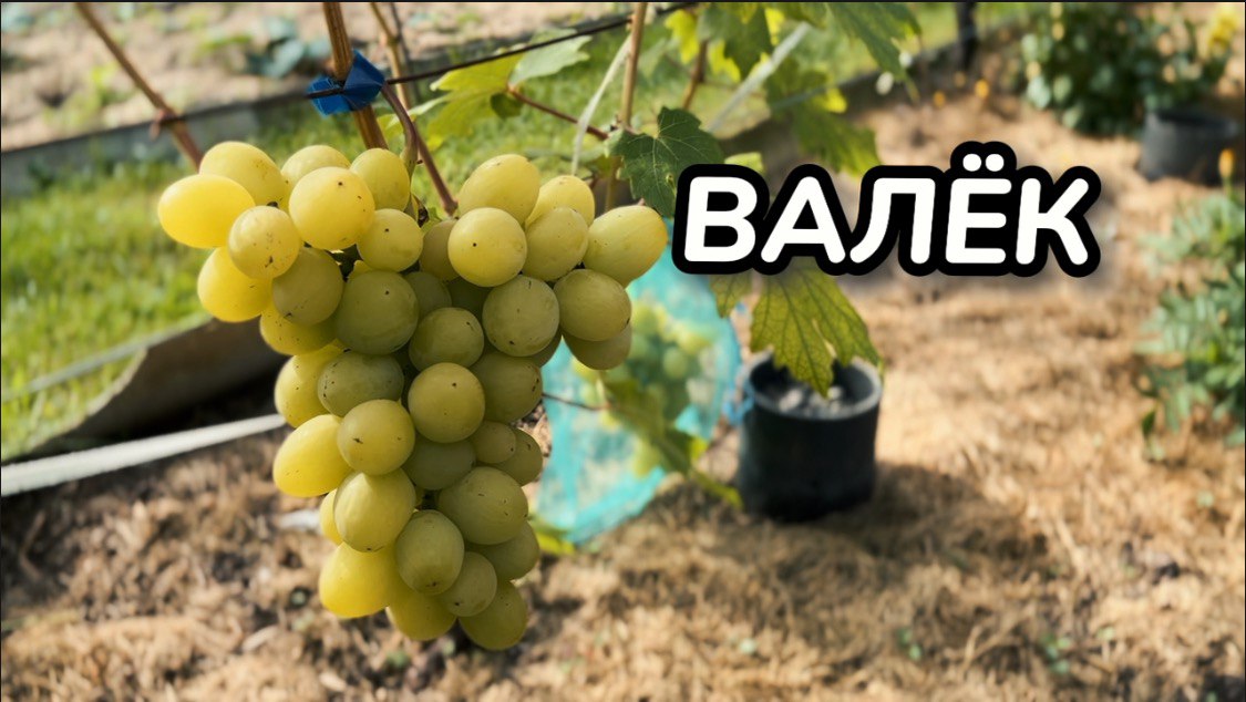Виноград. Сорт ВАЛЁК. Полное описание и рекомендации по выращиванию / Сорта винограда