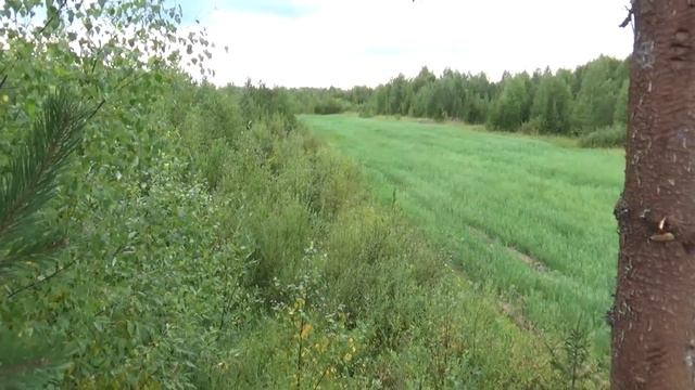 Охота на медведя | На овсах | 2021