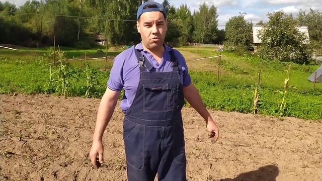 Копаем картофель, сорт Скарб. We dig potatoes.