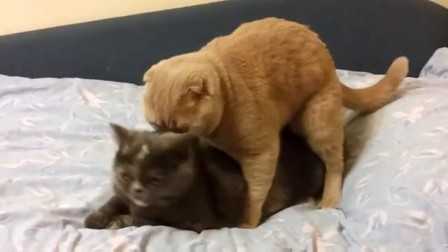 Спаривание кошек