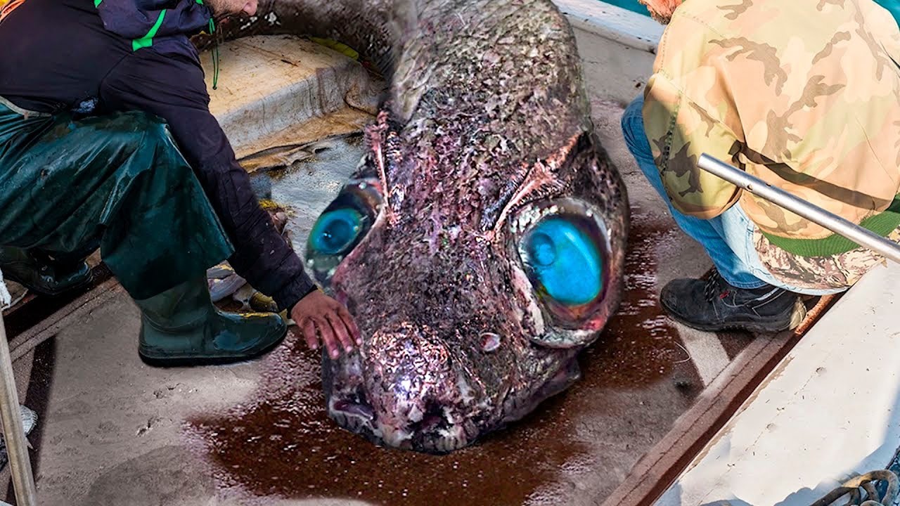 Нечто Странное Попало в Сеть! Рыбаки Испугались, Когда Увидели Это Существо
