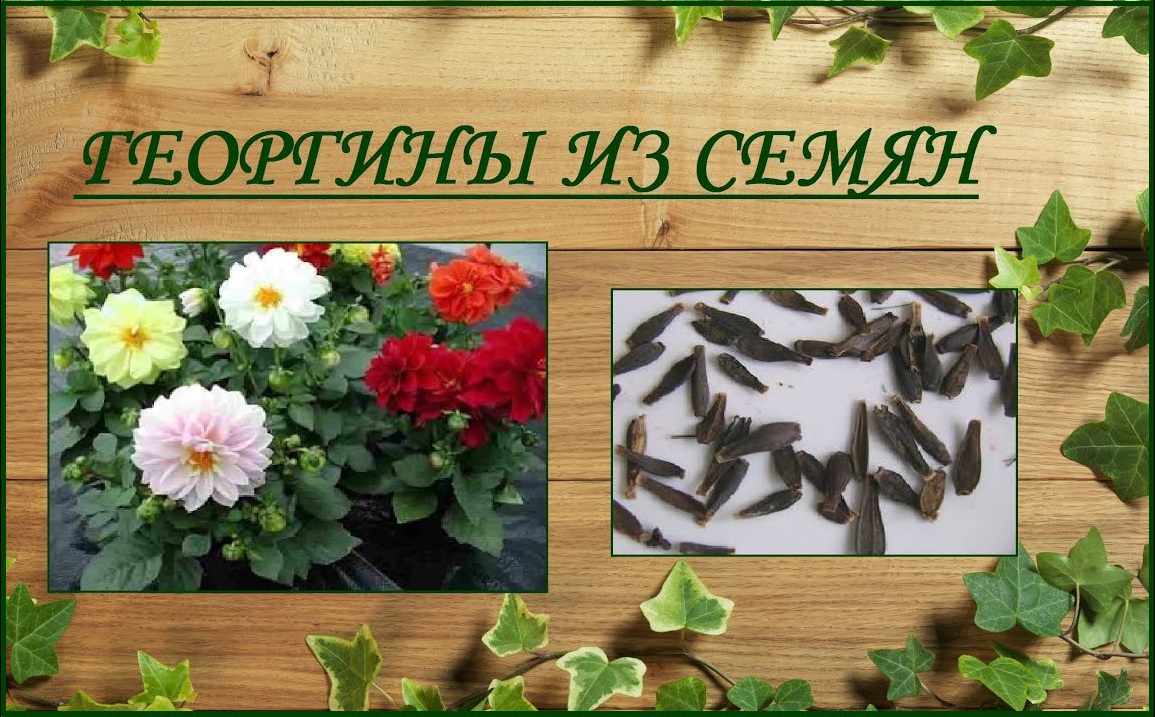 Георгины из семян - выращивание от посева до цветения