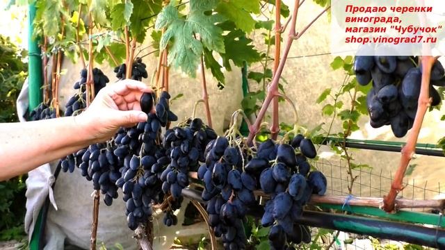 Виноград РОМБИК - ультраранний срок созревания,  крупные ягоды и необыкновенный вкус ягод.