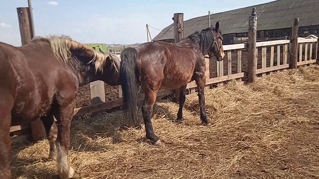 Бешеный жеребец и кобыла
