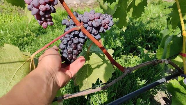 Виноград для "себя" кишмиш Юпитер
