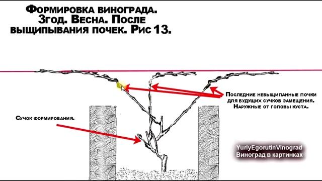 ? Пошаговая обрезка и формировка куста винограда за 3 года. Школа виноградаря. Часть №5.