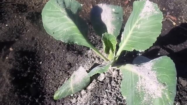 Эффективный и простой способ борьбы с фузариозным увяданием на капусте и томатах