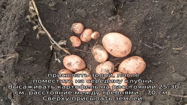 Картофель Мемфис