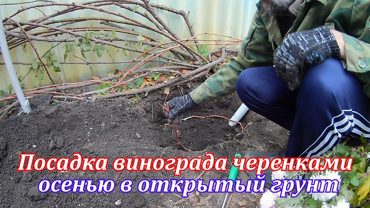 Как сажать виноград осенью.Посадка черенков винограда осенью в открытый грунт.