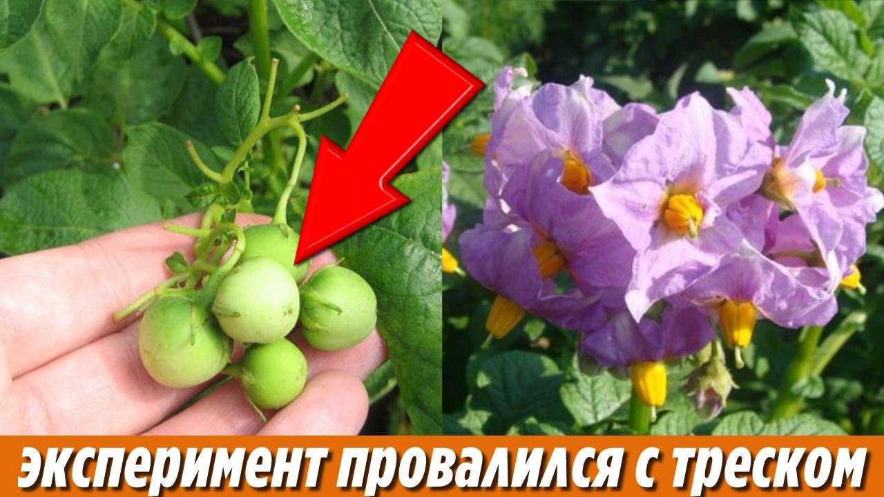 Мой неудачный эксперимент Вот что будет если обрывать цветы у картофеля Потом поняла что не так надо