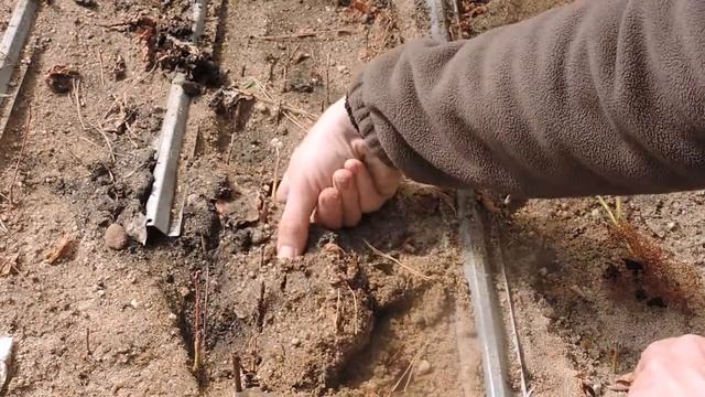 Зеленое черенкование сливы результат