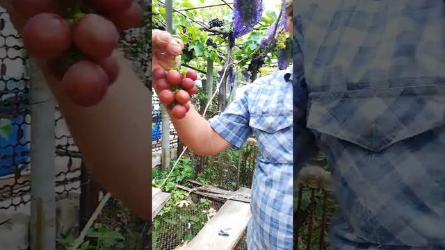 Сорта винограда Калугина В. М, Казанова, Эмир, Художник, Перцовый красный, Белоснежка
